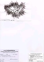 藏品(Chondracanthus tenellus (Harvey) Hommersand)的圖片